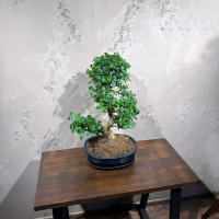 Бонсай Лигуструм 18 лет в овальной плошке Бонсай Лигуструм 18 лет в овальной плошке