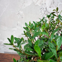 Бонсай Мирт со скалой 15 лет