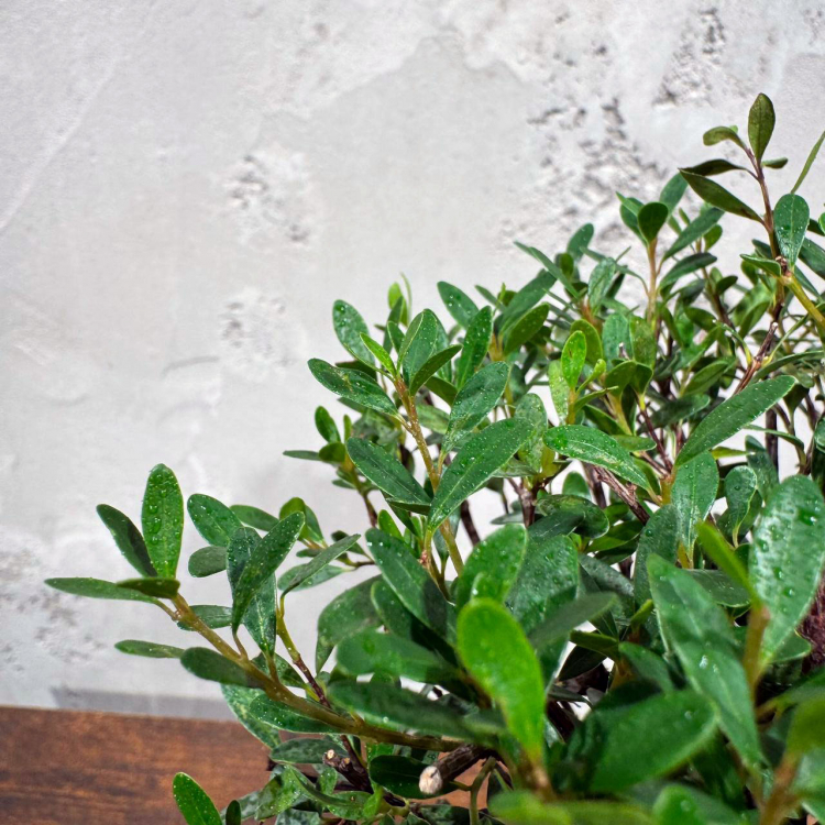 Бонсай Мирт со скалой 15 лет