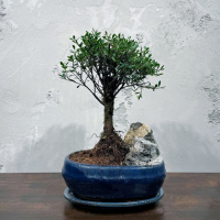 Бонсай Мирт со скалой 15 лет
