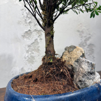 Бонсай Мирт со скалой 15 лет