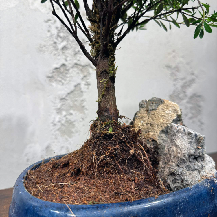 Бонсай Мирт со скалой 15 лет