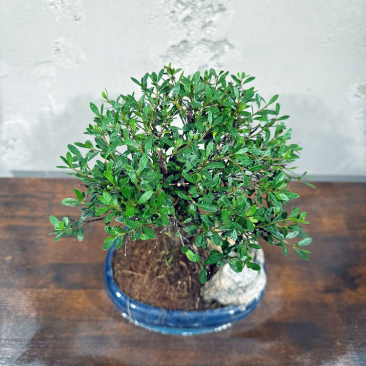 Бонсай Мирт со скалой 15 лет