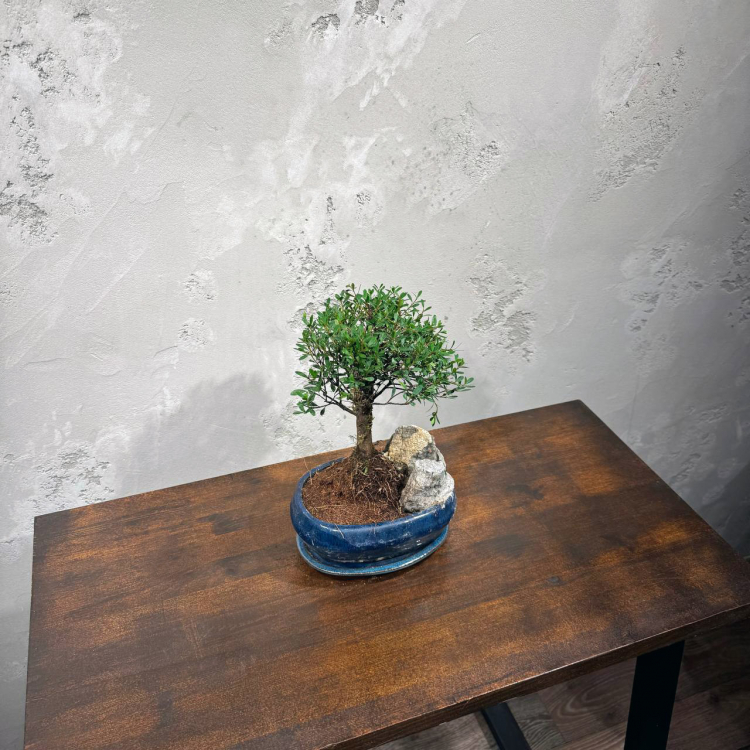 Бонсай Мирт со скалой 15 лет