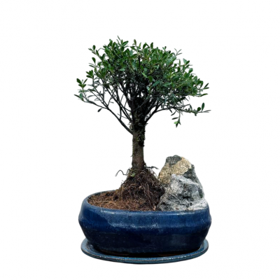 Бонсай Мирт со скалой 15 лет