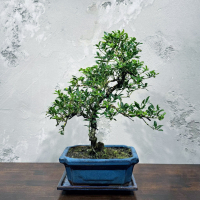 Бонсай - Падуб 12 лет