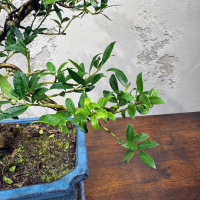 Бонсай - Падуб 12 лет