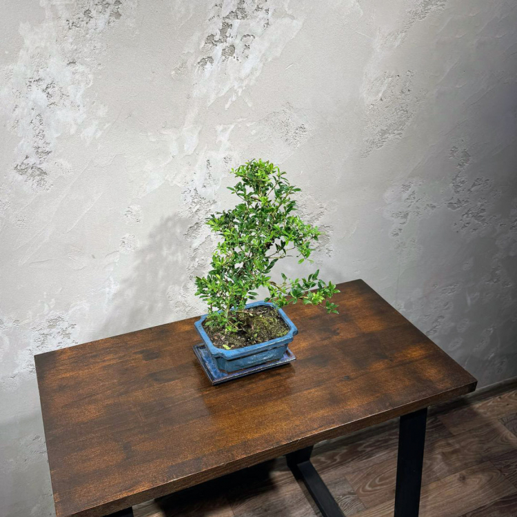 Бонсай - Падуб 12 лет