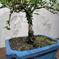 Бонсай - Падуб 12 лет