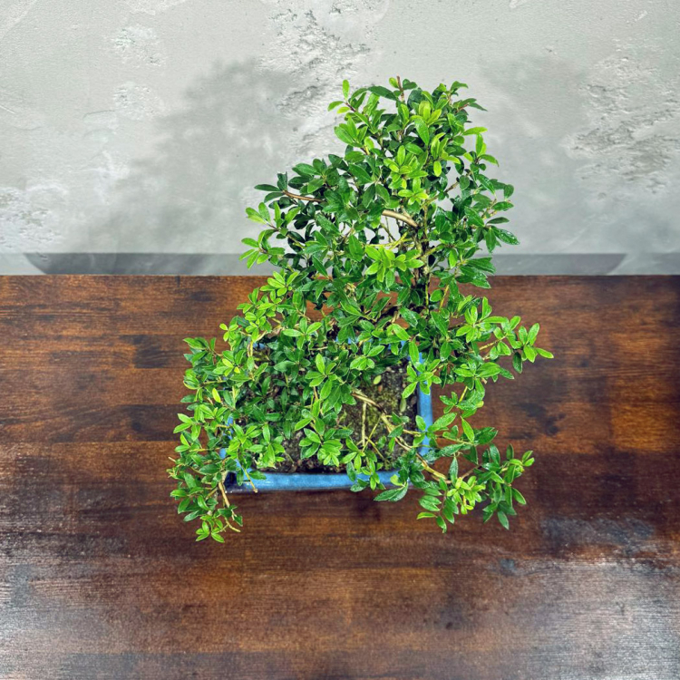 Бонсай - Падуб 12 лет