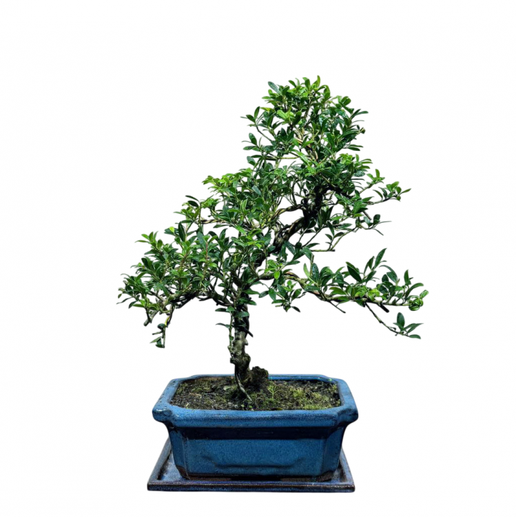 Бонсай - Падуб 12 лет