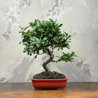 Бонсай Пираканта 20 лет Бонсай Пираканта 20 лет