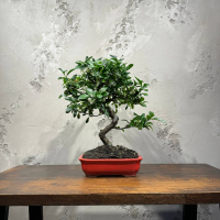 Бонсай Пираканта 20 лет Бонсай Пираканта 20 лет