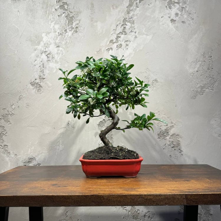 Бонсай Пираканта 20 лет Бонсай Пираканта 20 лет