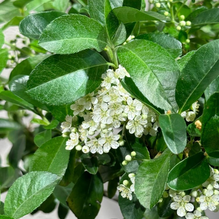 Бонсай Пираканта 20 лет Бонсай Пираканта 20 лет