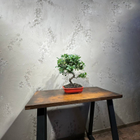 Бонсай Пираканта 20 лет Бонсай Пираканта 20 лет