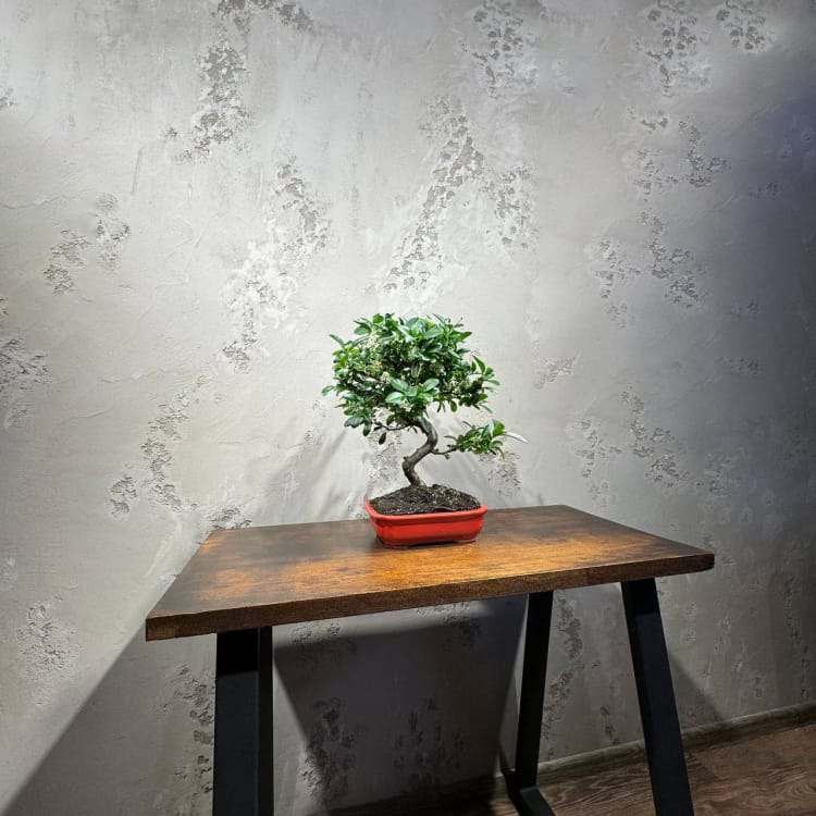 Бонсай Пираканта 20 лет Бонсай Пираканта 20 лет