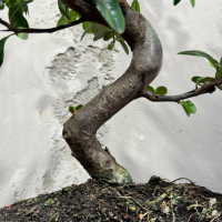 Бонсай Пираканта 20 лет Бонсай Пираканта 20 лет