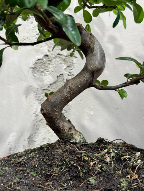 Бонсай Пираканта 20 лет Бонсай Пираканта 20 лет