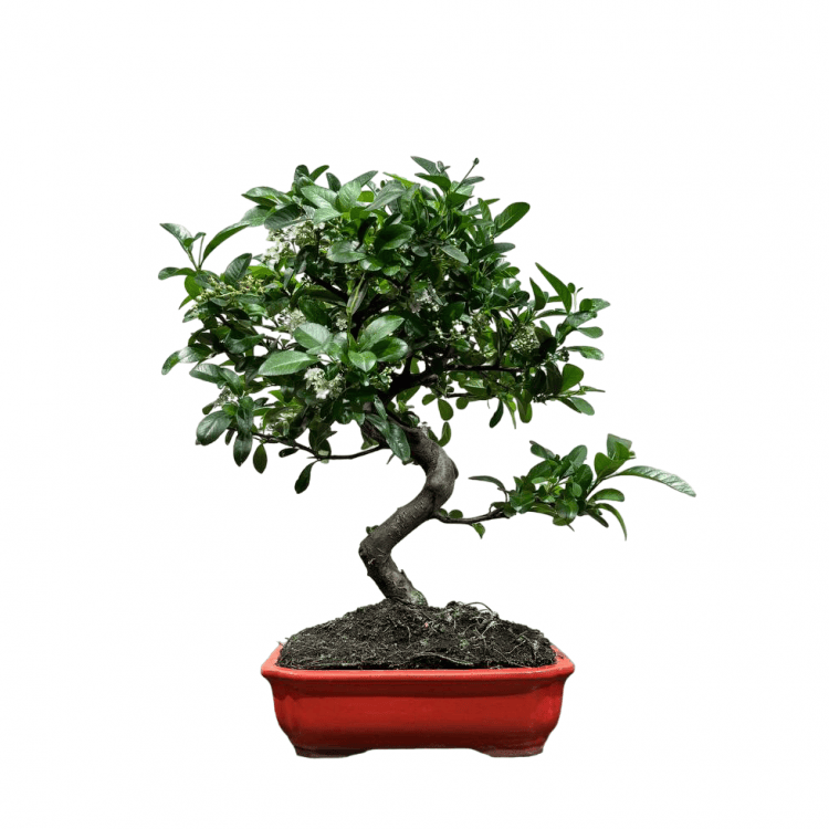 Бонсай Пираканта 20 лет Бонсай Пираканта 20 лет