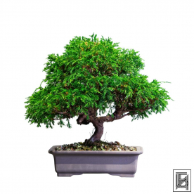 Бонсай Можжевельник Коллекционный Экземпляр