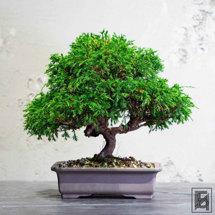 Бонсай Можжевельник Коллекционный Экземпляр