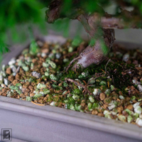 Бонсай Можжевельник Коллекционный Экземпляр