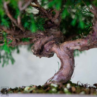 Бонсай Можжевельник Коллекционный Экземпляр