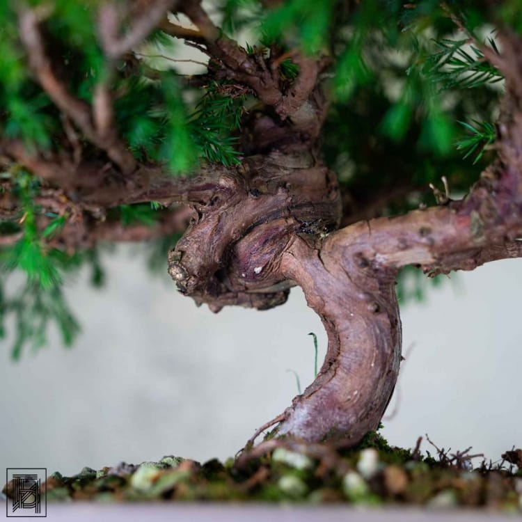 Бонсай Можжевельник Коллекционный Экземпляр