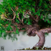 Бонсай Можжевельник Коллекционный Экземпляр