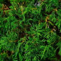 Бонсай Можжевельник Коллекционный Экземпляр