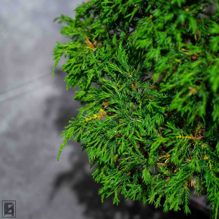 Бонсай Можжевельник Коллекционный Экземпляр