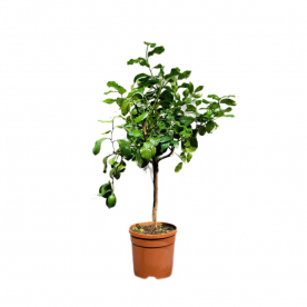 Цитрус Мейер