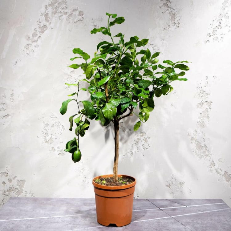 Цитрус Мейер Цитрус Мейер