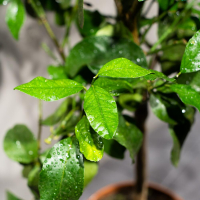 Цитрус Мейер Цитрус Мейер