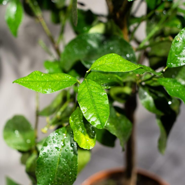 Цитрус Мейер Цитрус Мейер