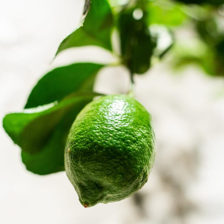 Цитрус Мейер Цитрус Мейер