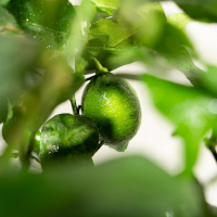 Цитрус Мейер Цитрус Мейер