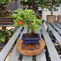 Крутящаяся подставка для бонсай