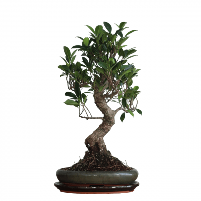 Бонсай Баньян 18 лет