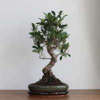 Бонсай Баньян 18 лет