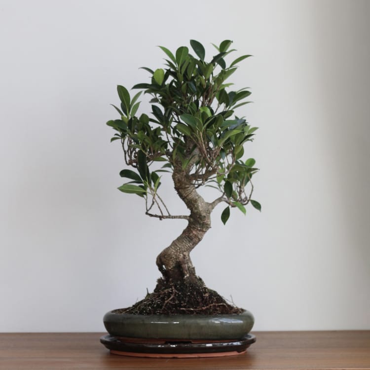 Бонсай Баньян 18 лет