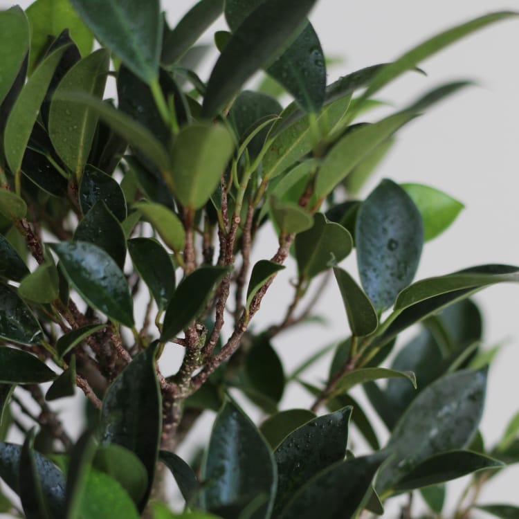 Бонсай Баньян 18 лет