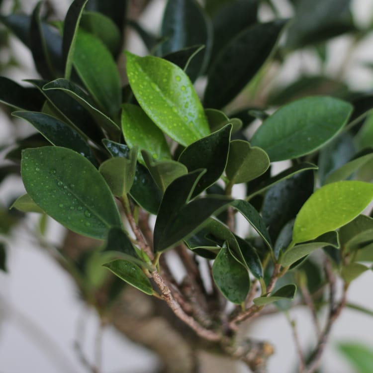 Бонсай Баньян 18 лет