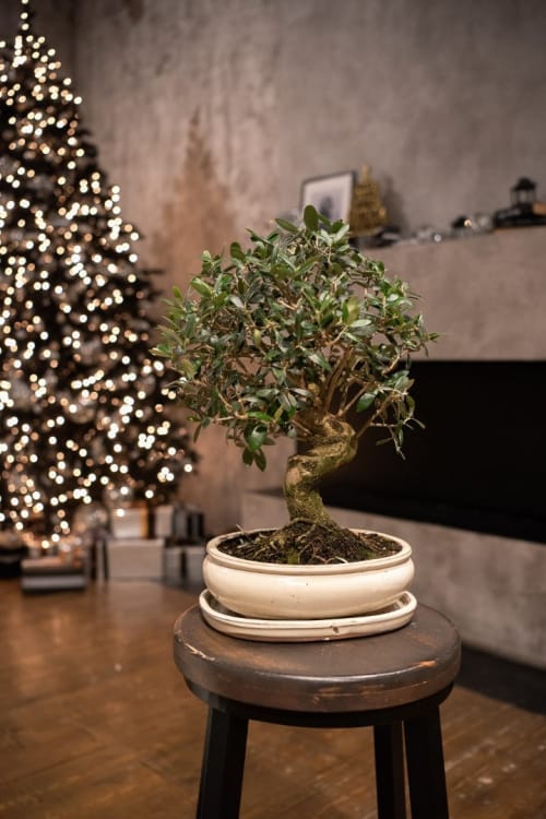 Бонсай Олива 30 лет Бонсай Олива 30 лет