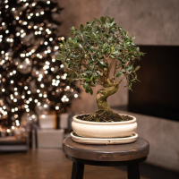 Бонсай Олива 30 лет Бонсай Олива 30 лет