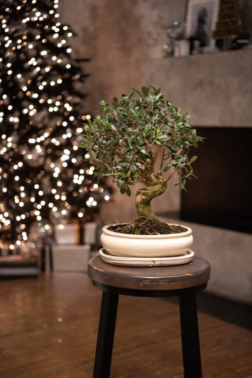 Бонсай Олива 30 лет Бонсай Олива 30 лет