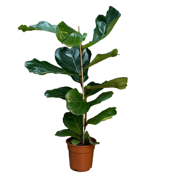 Фикус Лирата D17