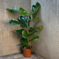 Фикус Лирата D17