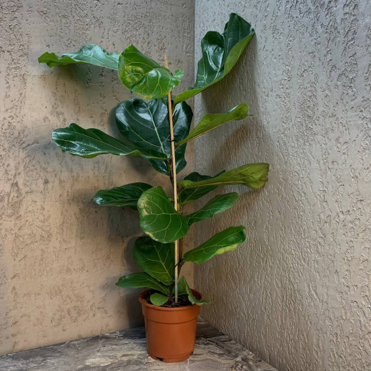 Фикус Лирата D17